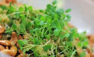 quinoa-salad-7740528