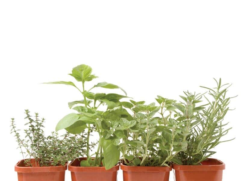 growing-herbs-inside-01-2844463
