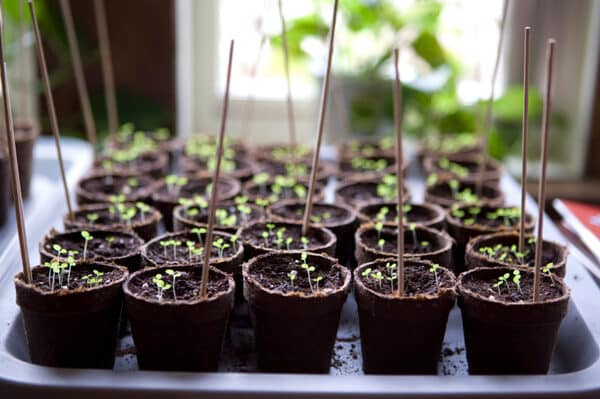 seedlings-growing-indoors-5156413