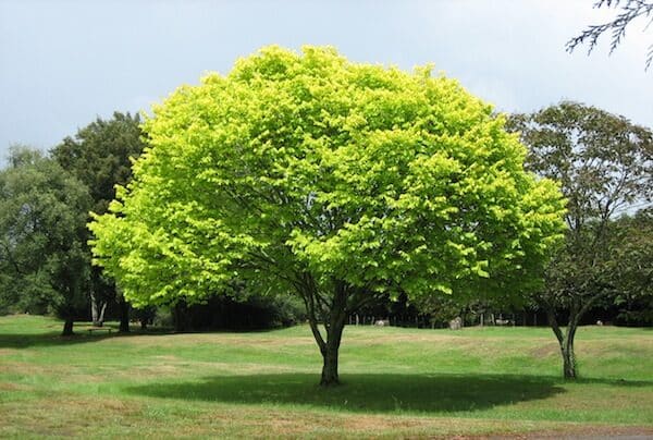 green-treefile-bright-green-tree-waikatojpg-wikimedia-commons-nht4bmt7-3456995