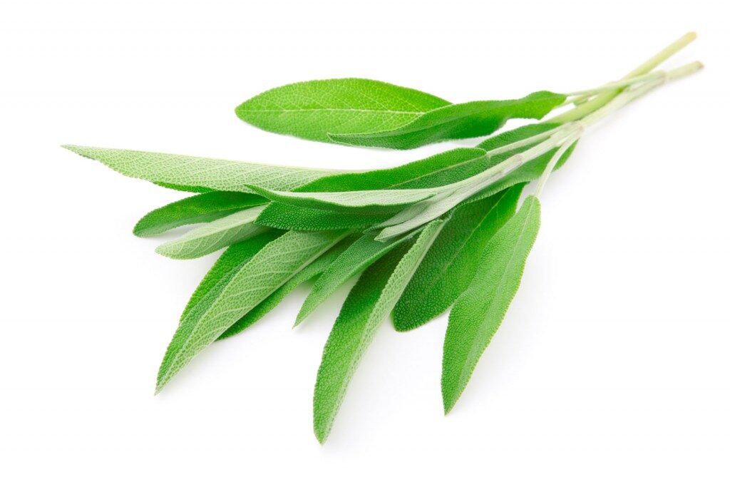 fresh-sage-leaves-1024x676-4797211
