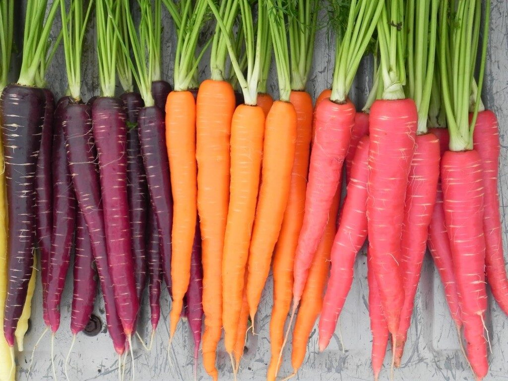 carrot-nutri-red-sugarsnax-purplesnax-1024x768-6673124