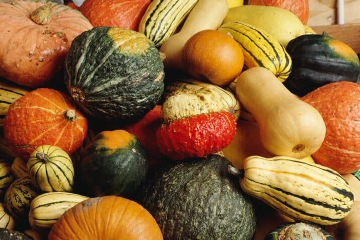 pumpkins-squash-and-gourds-in-abundance