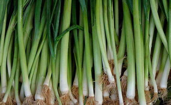 green-onions-8275631