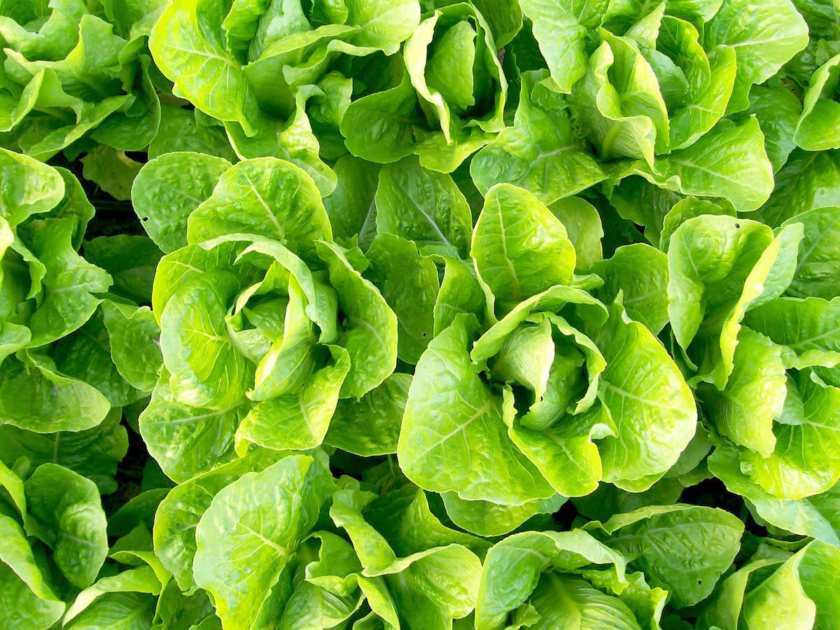 lettuce-romaine-jericho_lrg-3377305