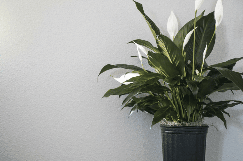 how-to-water-a-peace-lily-1411566